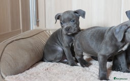 Staffordshire Bull Terrier dogs for sale: Beautiful staffy puppies - Image 7