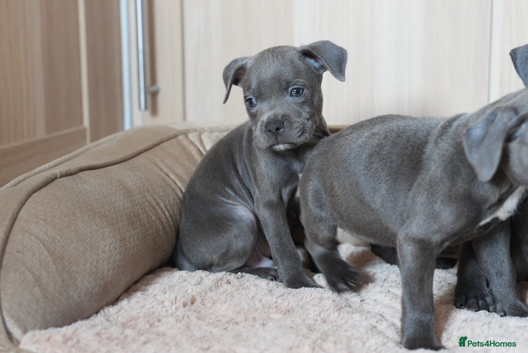 Staffordshire Bull Terrier dogs for sale: Beautiful staffy puppies - Image 7