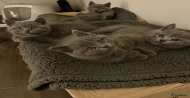 British Shorthair cats British Shorthair Blue Kittens 💛 Raised with Love - Advert 8