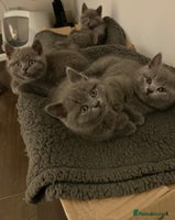 British Shorthair cats British Shorthair Blue Kittens 💛 Raised with Love - Advert 2