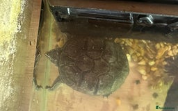Turtle reptiles for sale: 2 Aquatic Turtles + Full Setup (Free) - Image 3