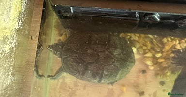 Turtle reptiles - Advert 3
