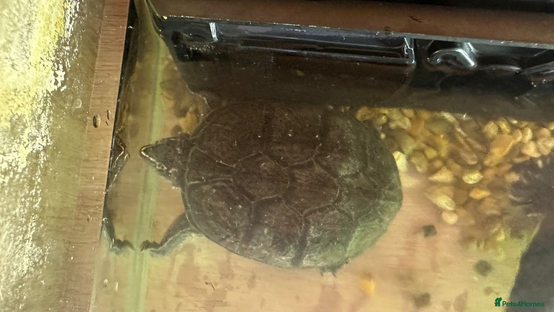 Turtle reptiles for sale: 2 Aquatic Turtles + Full Setup (Free) - Image 3