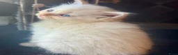 Ragdoll cats for sale: Full pedigree registered tica mink/sepia babies  - Advert 13