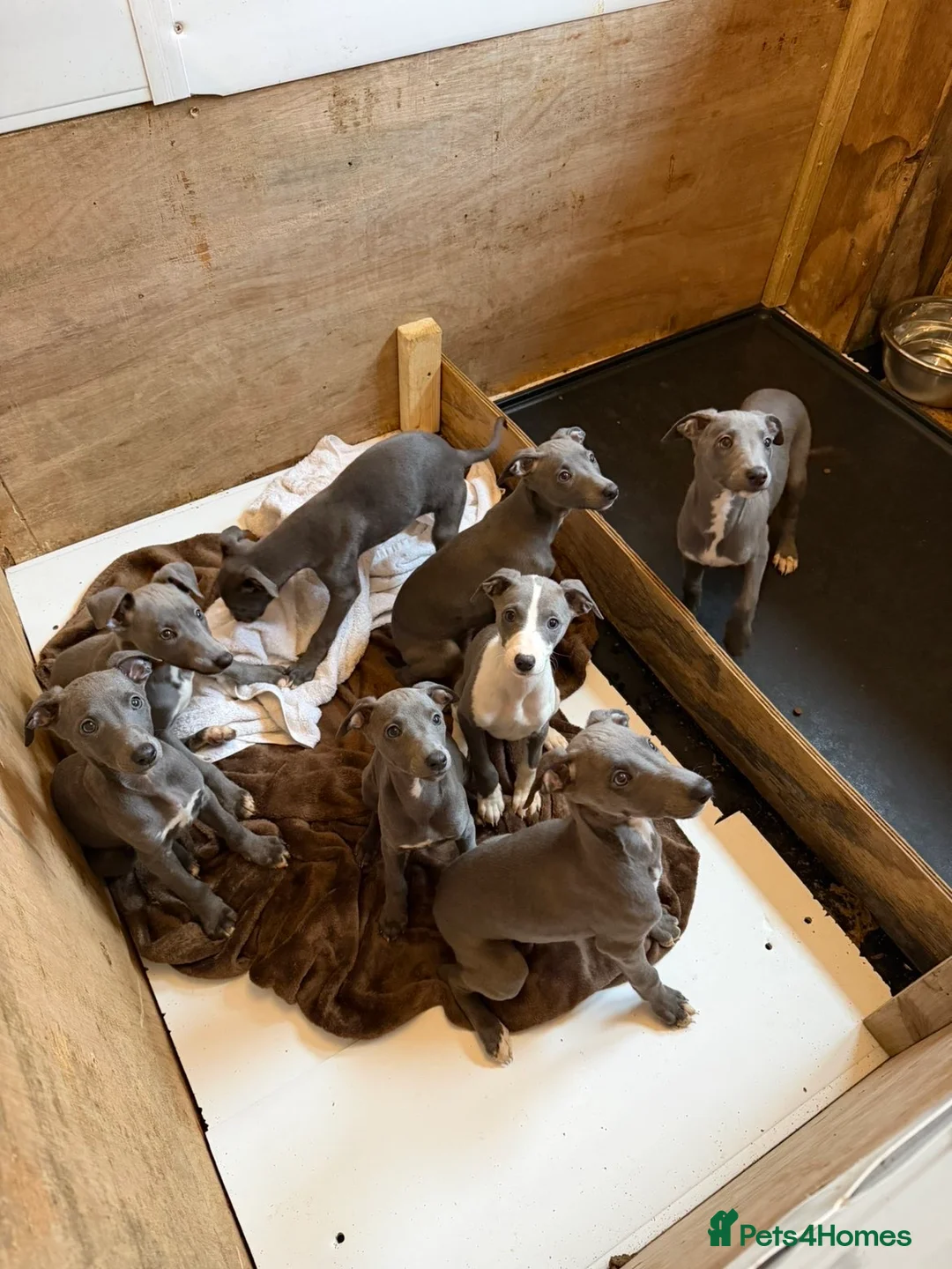 Whippet dogs for sale: Blue whippets in Rhyl - Advert 6