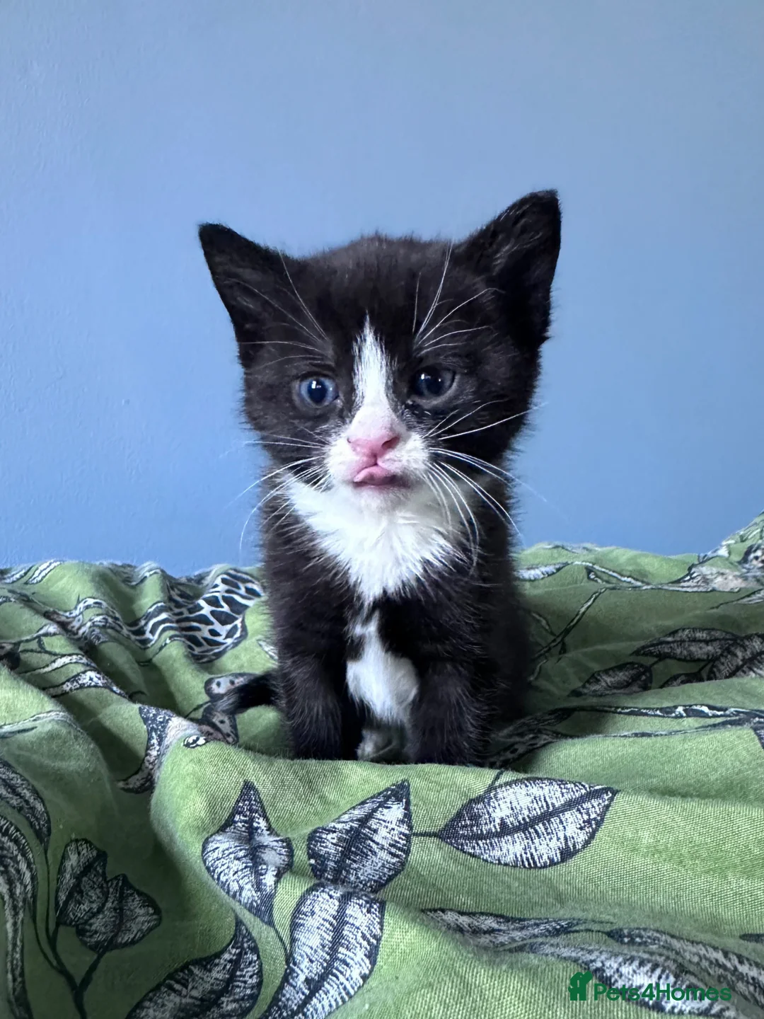 Domestic Shorthair cats for sale: 11 week old male kitten - Advert 23