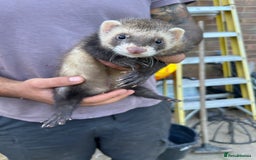 Ferret rodents for sale: Ferrets  - Image 1
