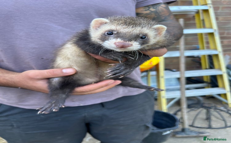 Ferret rodents - Advert 5