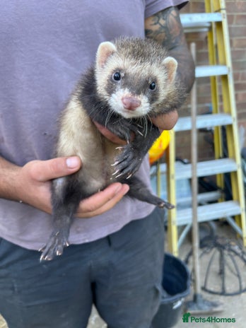 Ferret rodents - Advert 4