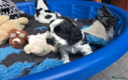 Cocker Spaniel dogs for sale: Show cocker pups  K.C. Reg. AMS. PRA. And FN clear - Image 14
