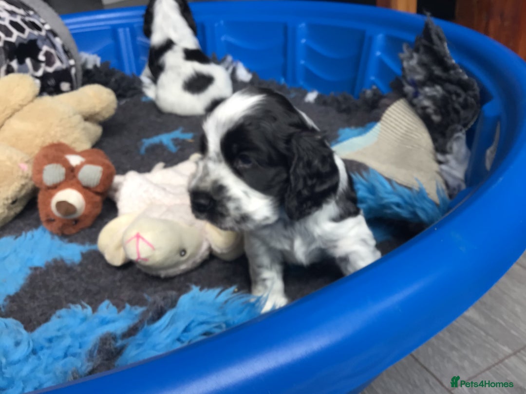 Cocker Spaniel dogs for sale: Show cocker pups  K.C. Reg. AMS. PRA. And FN clear - Image 14