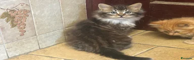 Mixed Breed Kitten 2