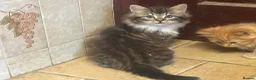 Mixed Breed cats for sale: Beautiful long haired kittens  - Advert 3