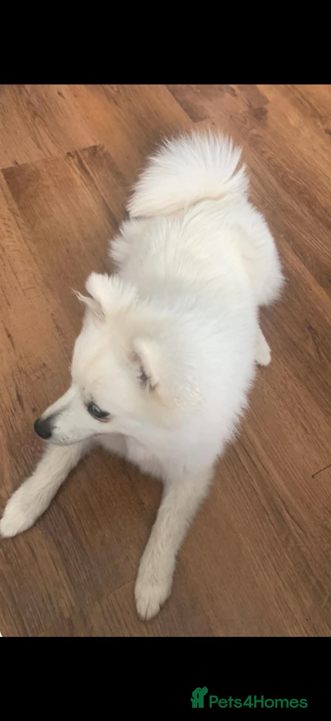 Pomeranian dogs for sale: Adorable white female pomeranian - Advert 2