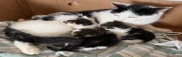 British Shorthair cats for sale: Kittens ready to go now  - Advert 9