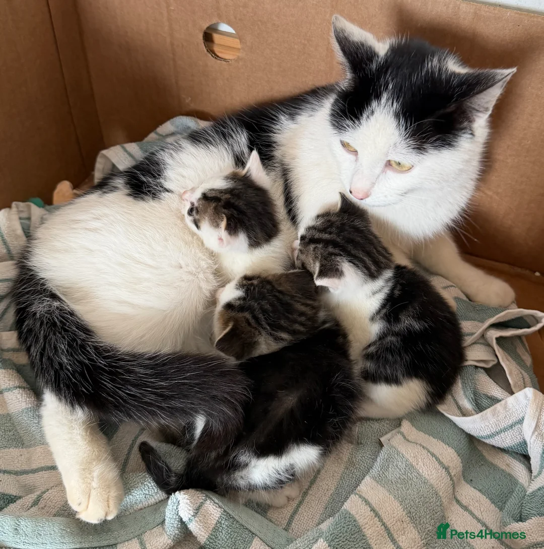 British Shorthair cats for sale: Kittens ready to go now  - Advert 9