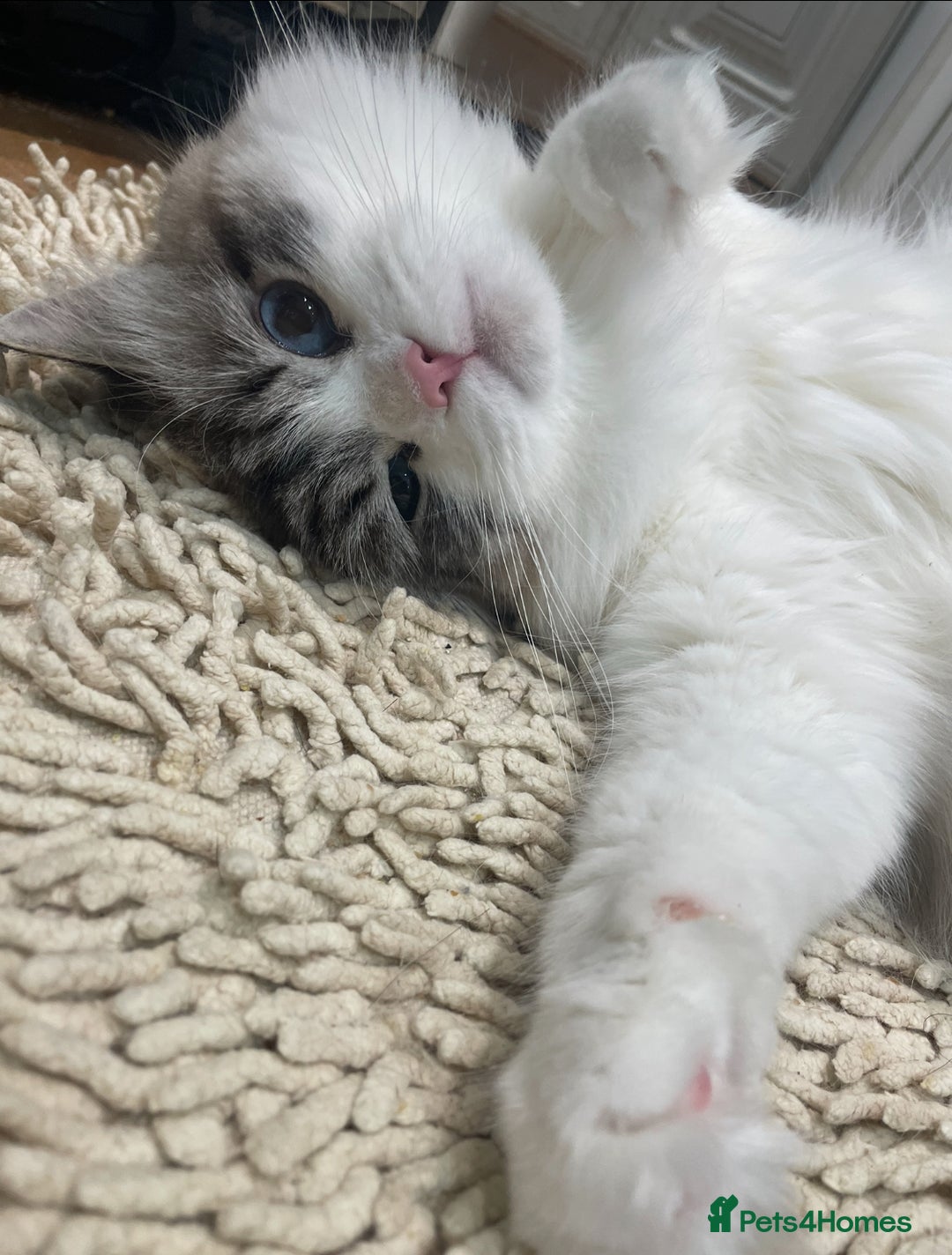 Siberian cats for sale: “Cat share” 3 GCCF Neva Masquerade Siberian cats  - Advert 5