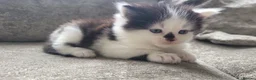Persian cats for sale: Long haired doll faced Persian kittens X 4 - Advert 11