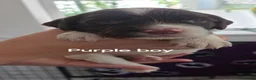 Sprocker dogs for sale: Beautiful littler of L&W sprocker puppies  in Lostwithiel - Advert 5