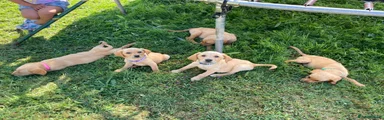Labrador Retriever 6