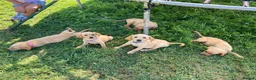 Labrador Retriever dogs for sale: 6 Labrador puppies  - Advert 2