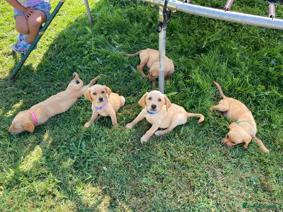 Labrador Retriever dogs for sale: 6 Labrador puppies  - Advert 2