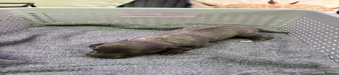 Whippet Puppy 7