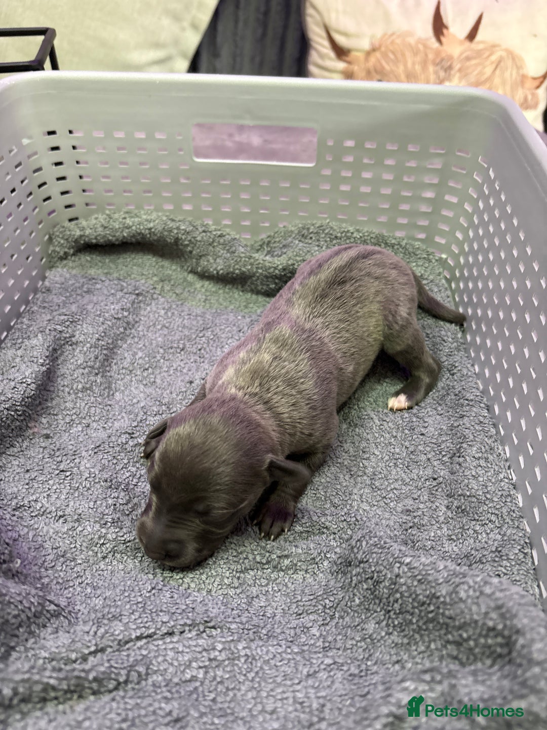 Whippet dogs for sale: Whippet , blue and blue and white puppies for sale - Image 23