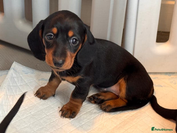 Miniature Dachshund dogs - Advert 15