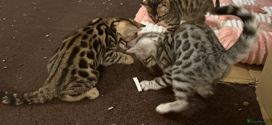 Bengal cats for sale: 🩶 BENGAL 🔥 KITTENS 🤍 TICA REGISTERED  - Advert 27