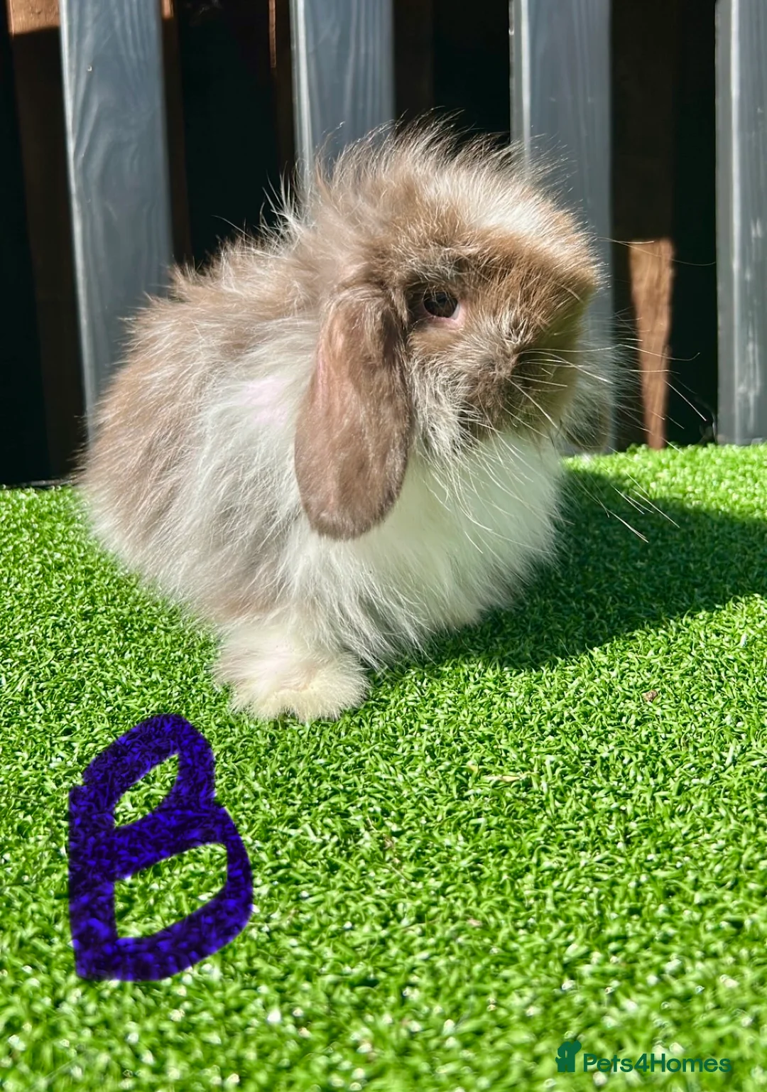 Mini Lop rabbits for sale: 💙🩷 Stunning Mini Lop Babies 🩷💙 - Advert 2