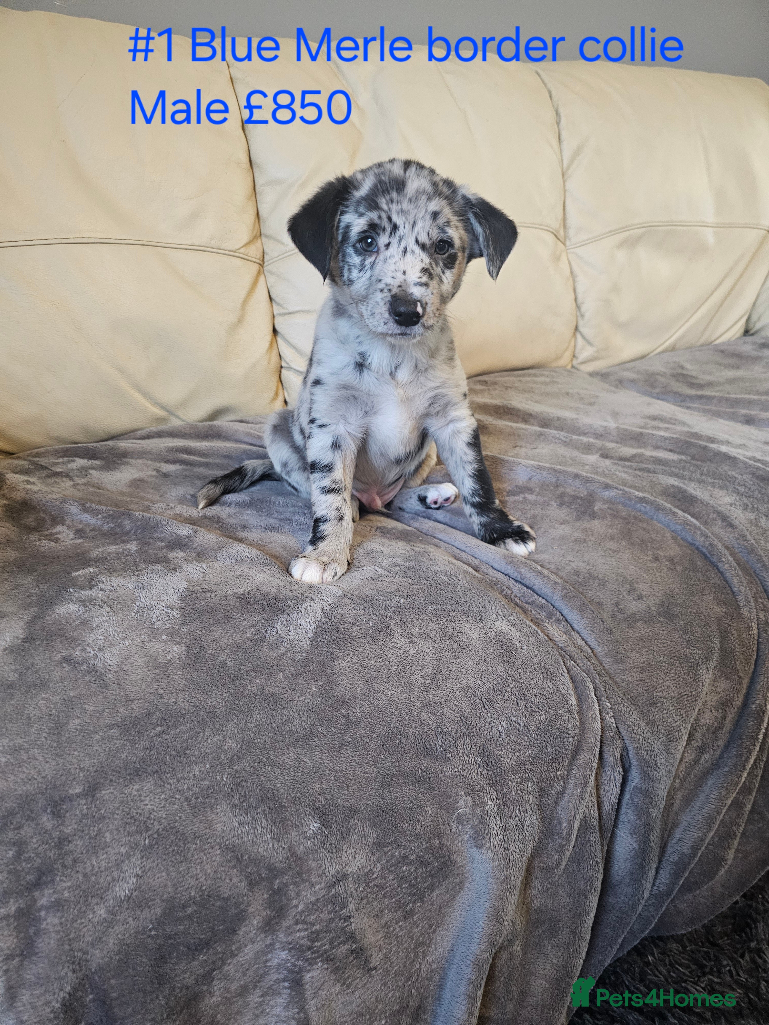 Border Collie dogs Blue merle&black&white puppies for sale  - Advert 1