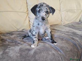Border Collie dogs Blue merle&black&white puppies for sale - Advert 6