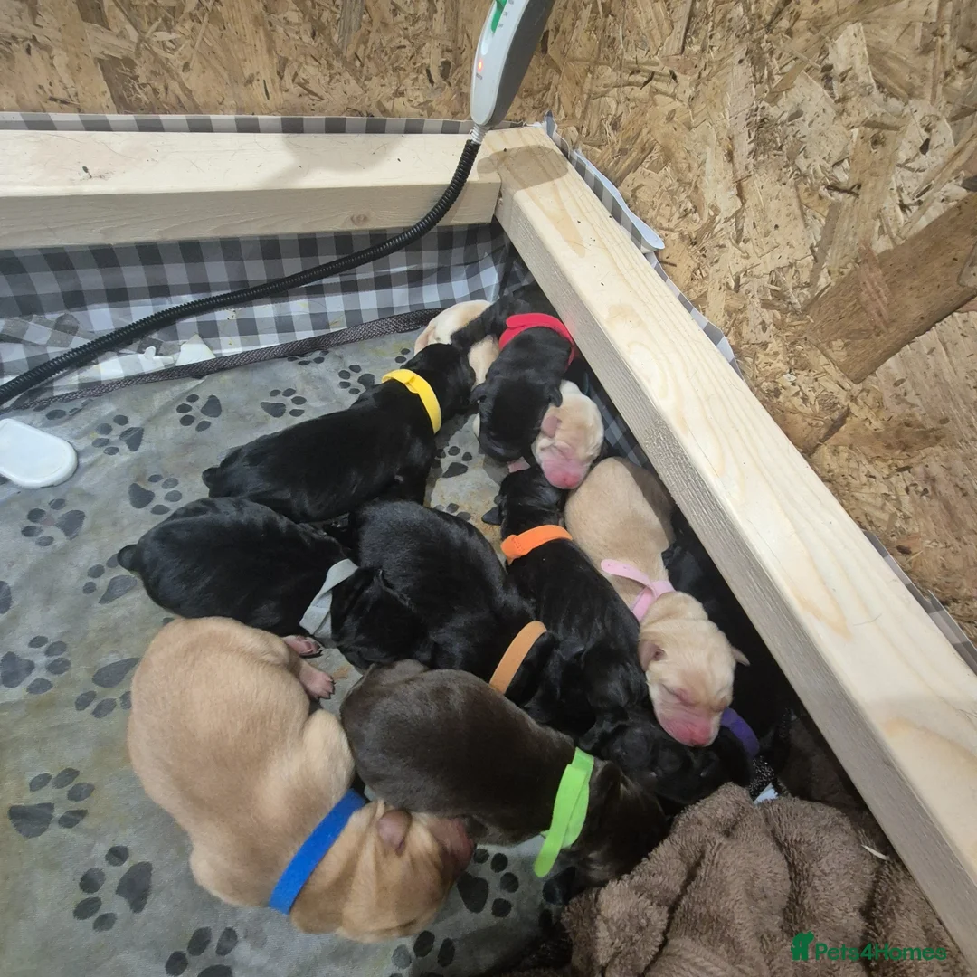 Labrador Retriever dogs for sale: Kc registered labradors  - Advert 24
