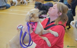Mixed Breed dogs for adoption: Luanna - Norwich Norfolk  - Image 12