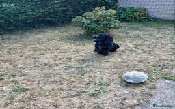 Cocker Spaniel dogs for stud: Blaze  - Image 3