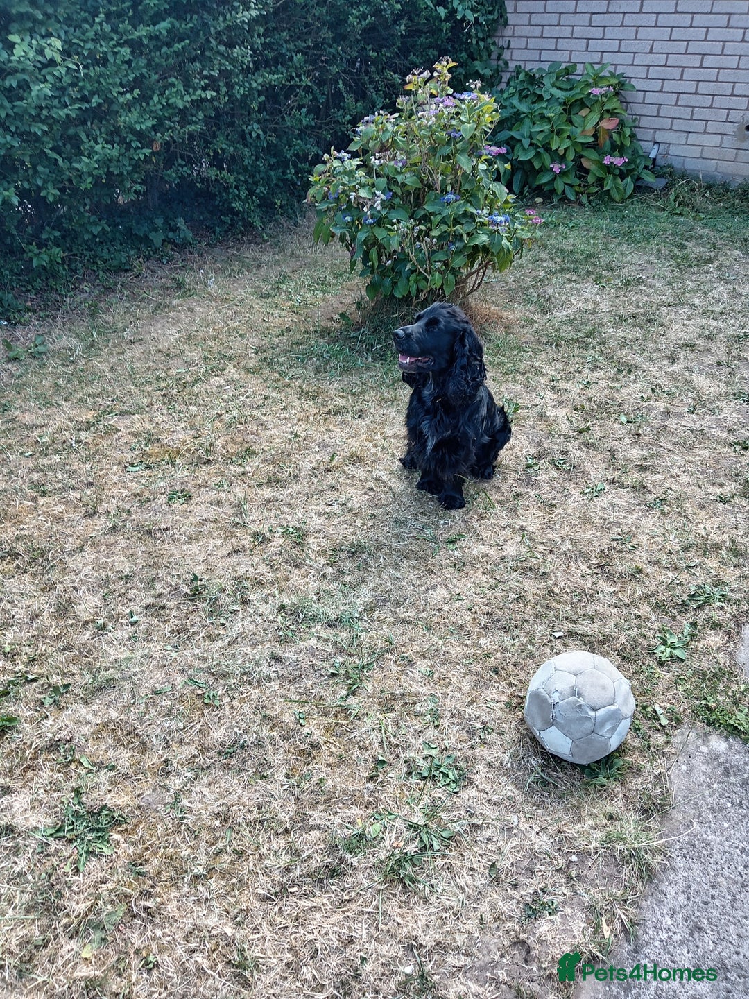 Cocker Spaniel dogs for stud: Blaze  - Image 3