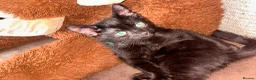 Mixed Breed cats for sale:  male kitten looking for loving forever home  - Advert 6