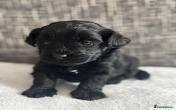 Mixed Breed dogs for sale: 6 beautiful havapoo’s - Image 12