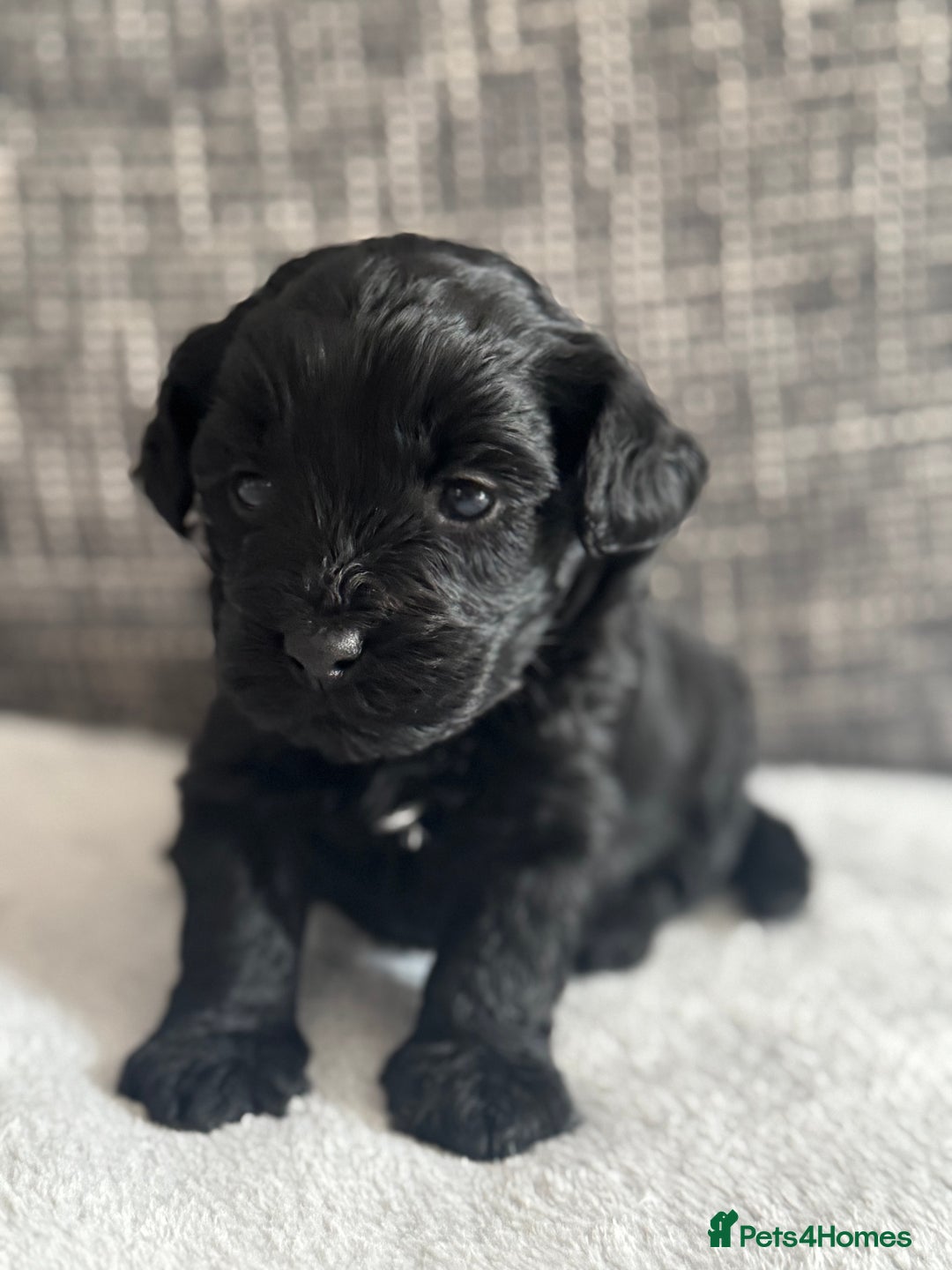 Mixed Breed dogs for sale: 6 beautiful havapoo’s - Image 12
