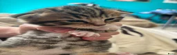 Mixed Breed cats for sale: 3 Absolute Stunning Patterned Kittens - Advert 10