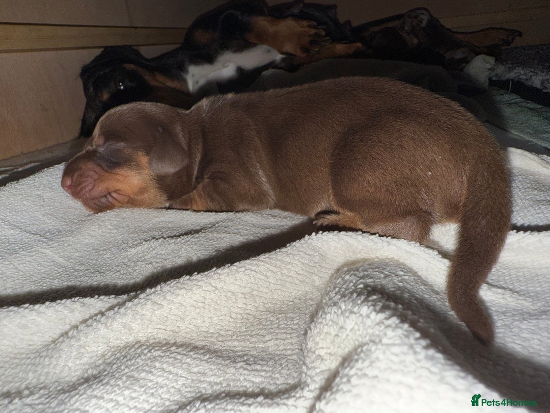 Dachshund dogs for sale: Miniature dachshund puppies  - Image 5