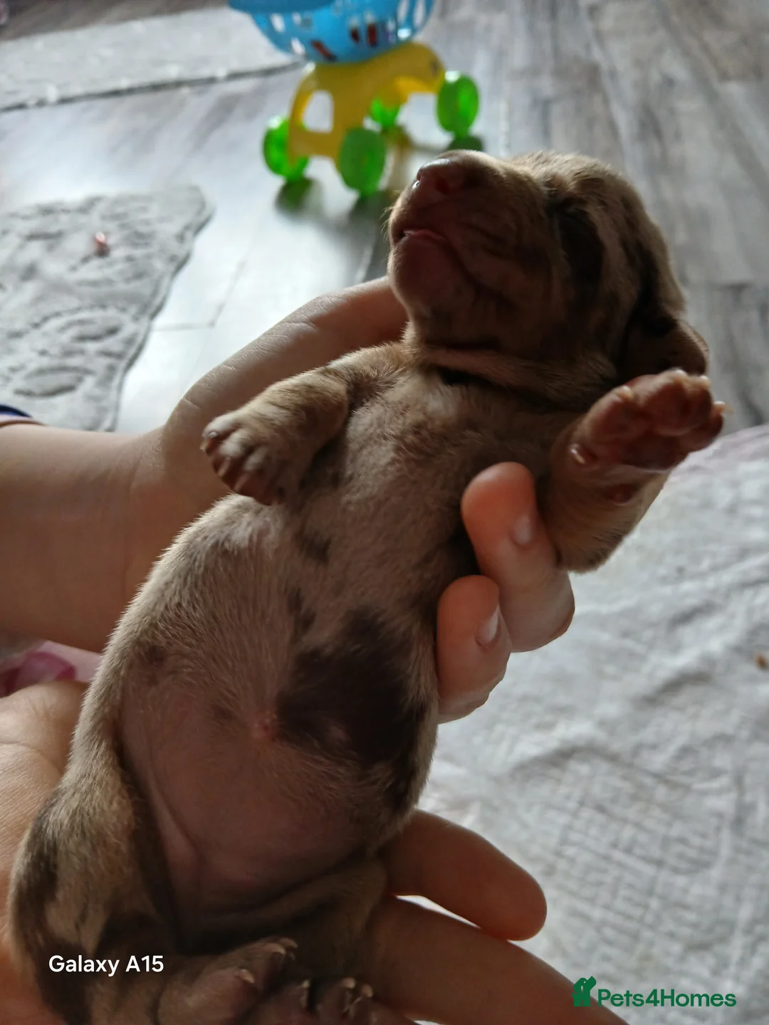 Miniature Dachshund dogs for sale: Miniature dachshunds  - Advert 3