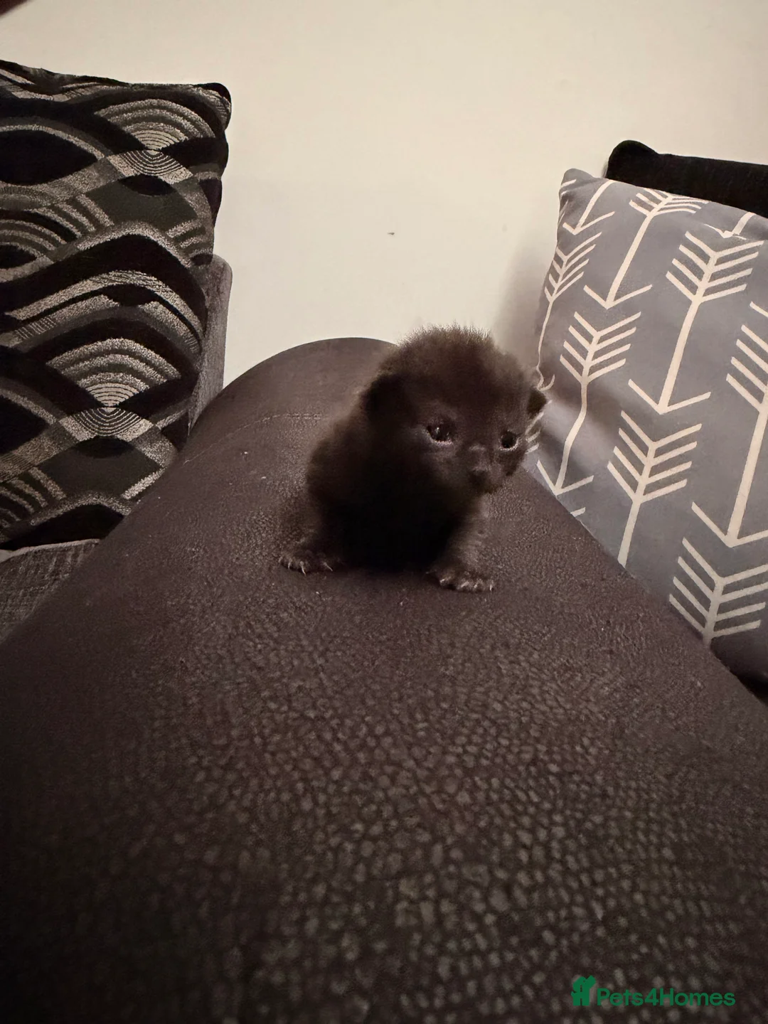 Mixed Breed cats for sale: Kittens looking for their forever homes  - Advert 7