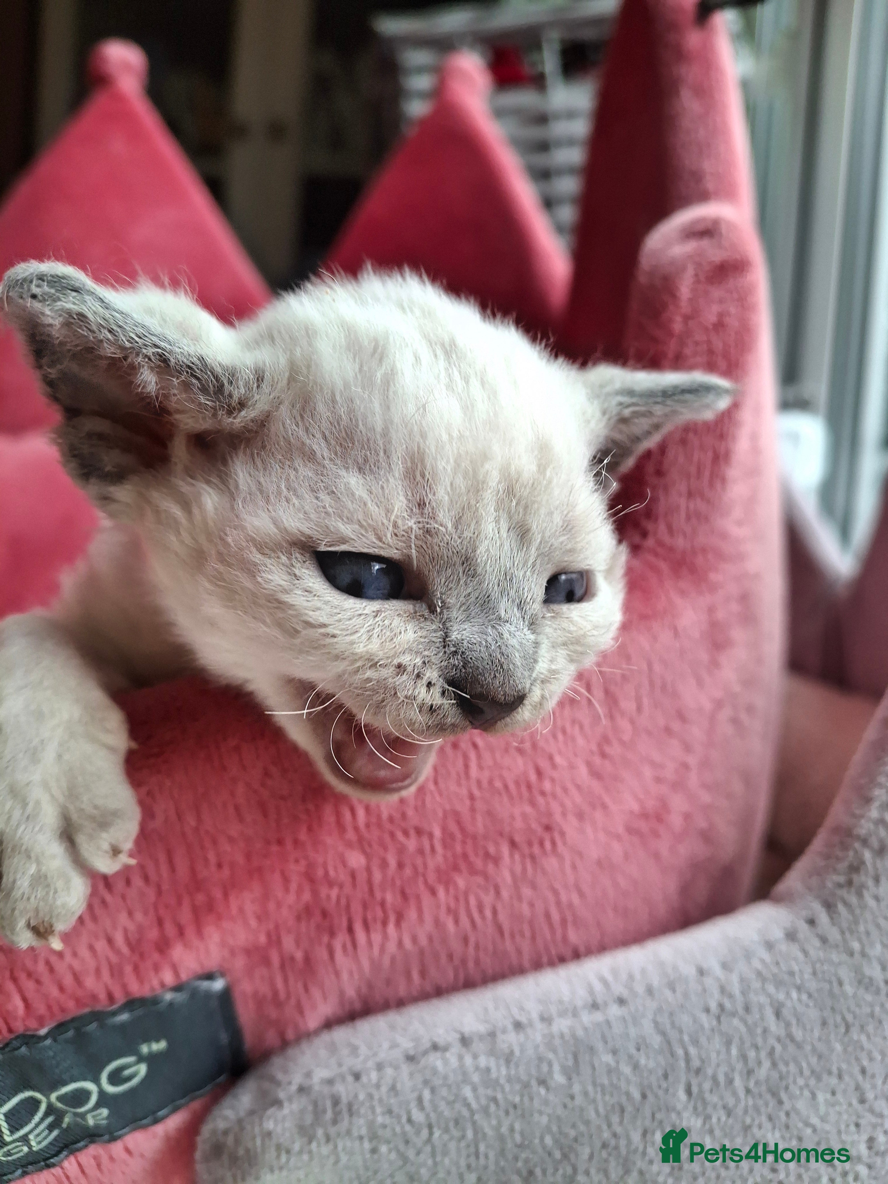 Devon Rex cats 🌸 Wonderful Devon Rex Kittens FIFE registered  🌸 - Advert 3