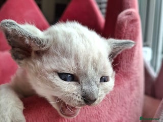 Devon Rex cats 🌸 Wonderful Devon Rex Kittens FIFE registered 🌸 - Advert 3