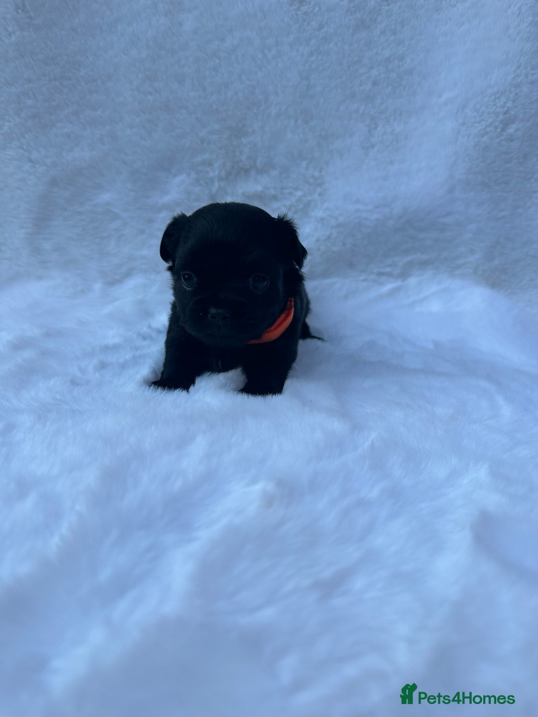 Mixed Breed dogs for sale: Chihuahua × Jack Russell Puppies – KC Reg Dad” - Image 8