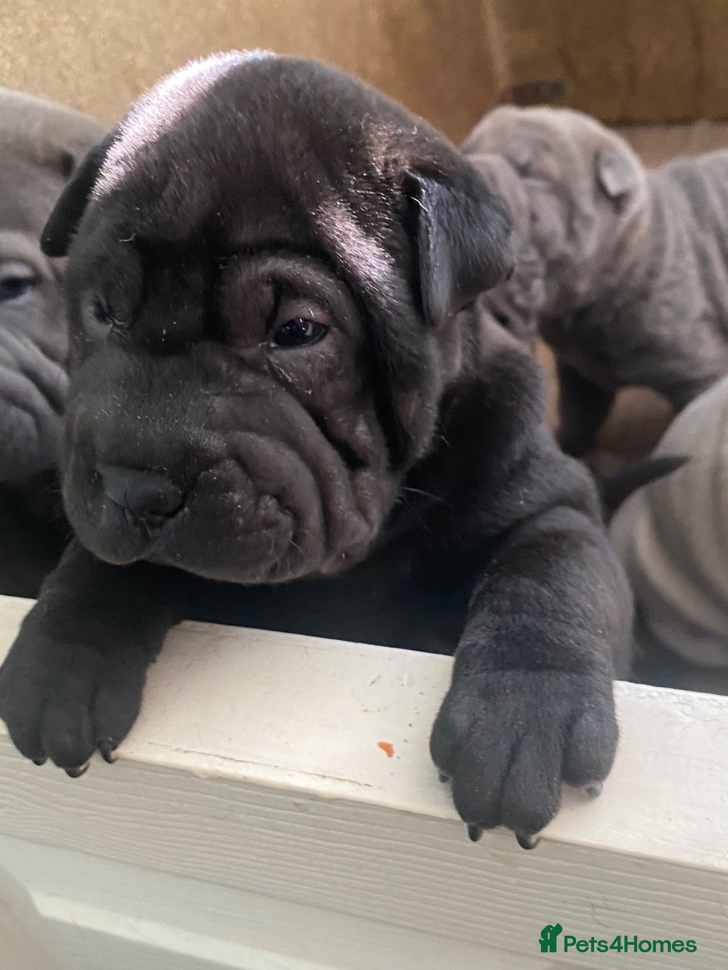Shar Pei dogs for sale: Stunning shar pei puppies - Advert 2