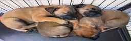 Belgian Shepherd Dog dogs for sale: Belgian Malinois Puppies - Advert 9