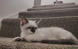Mixed Breed cats for sale: FREE Blue eyes creamys kittens  - Image 5